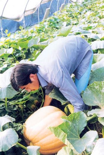 百丈镇种植的大南瓜